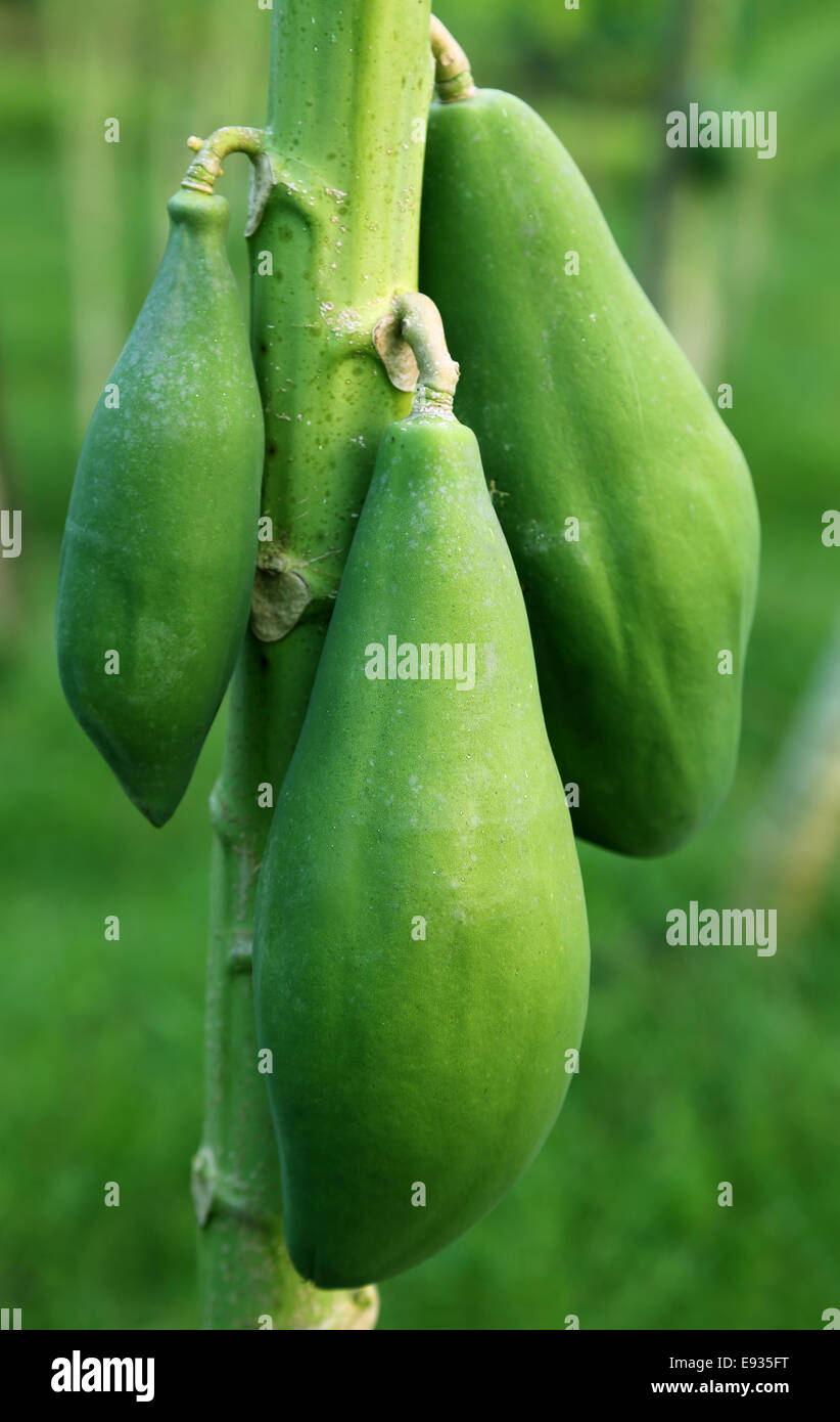 La papaia verde appeso in una pianta Foto Stock