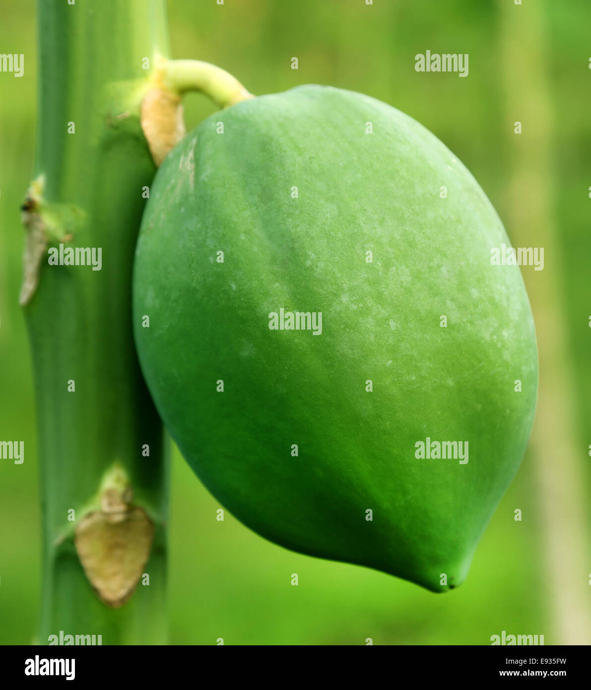 La papaia verde appeso in una pianta Foto Stock