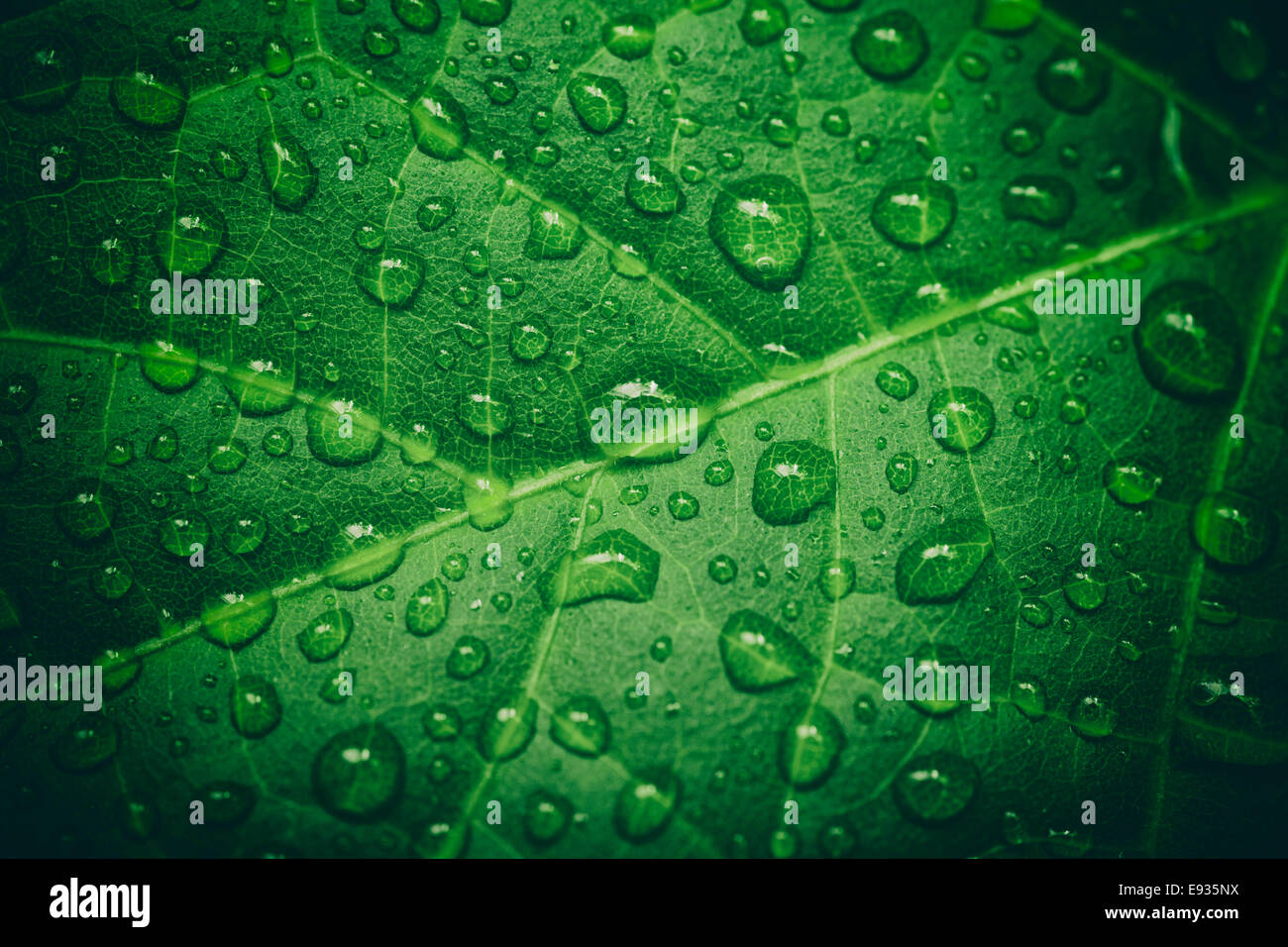 Foglia verde con gocce d'acqua dopo la pioggia. Sfondo. Close-up. Foto Stock