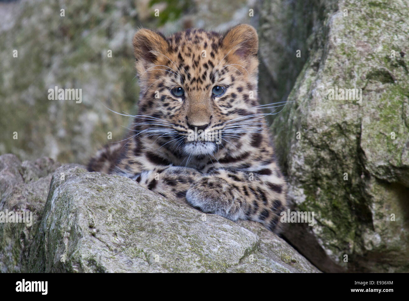 Un Amur Leopard cub seduto in alcune rocce Foto Stock