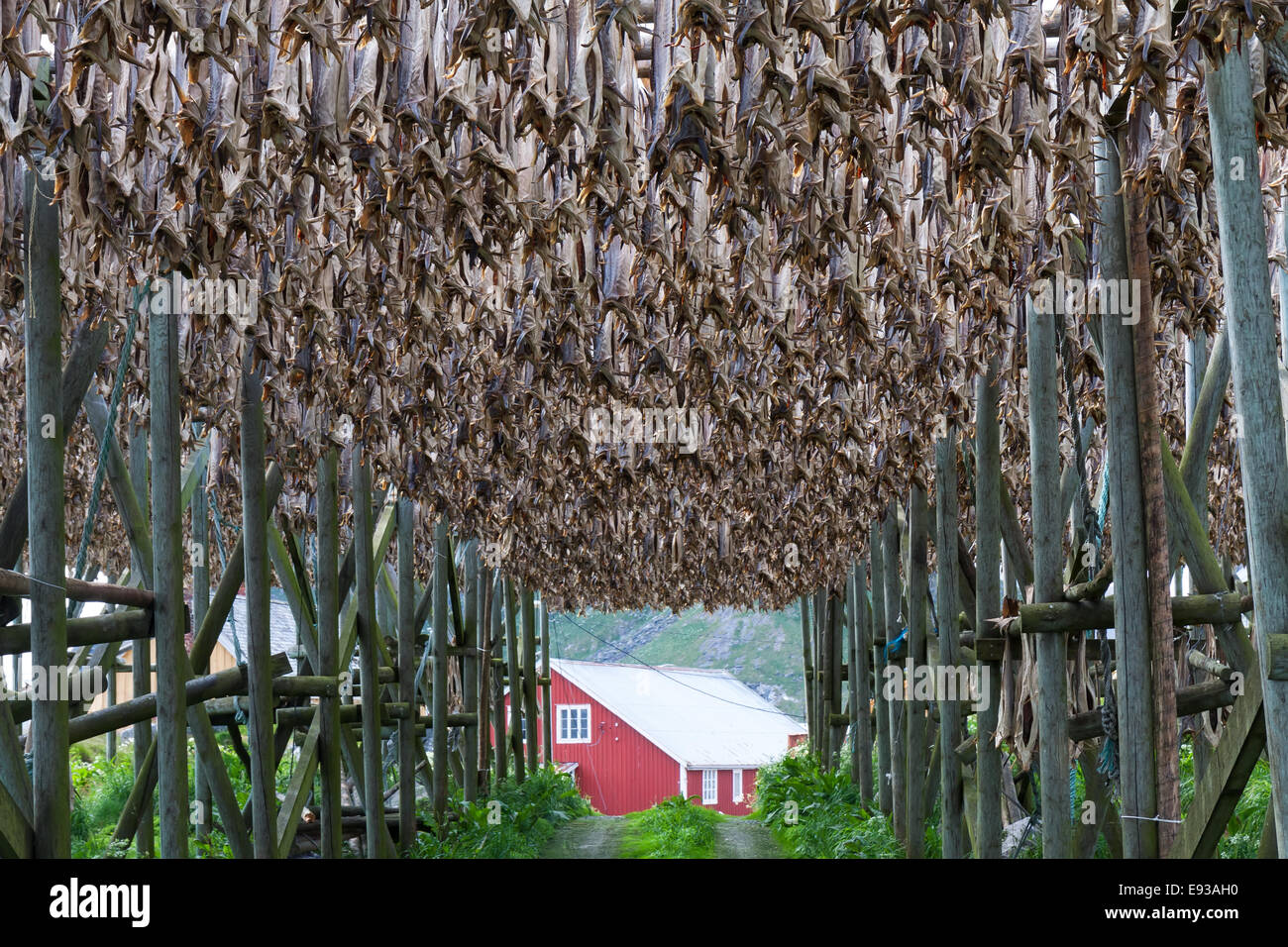 Merluzzo bianco di pesce ai rack di asciugatura e rorbu, Lofoten, Norvegia Foto Stock