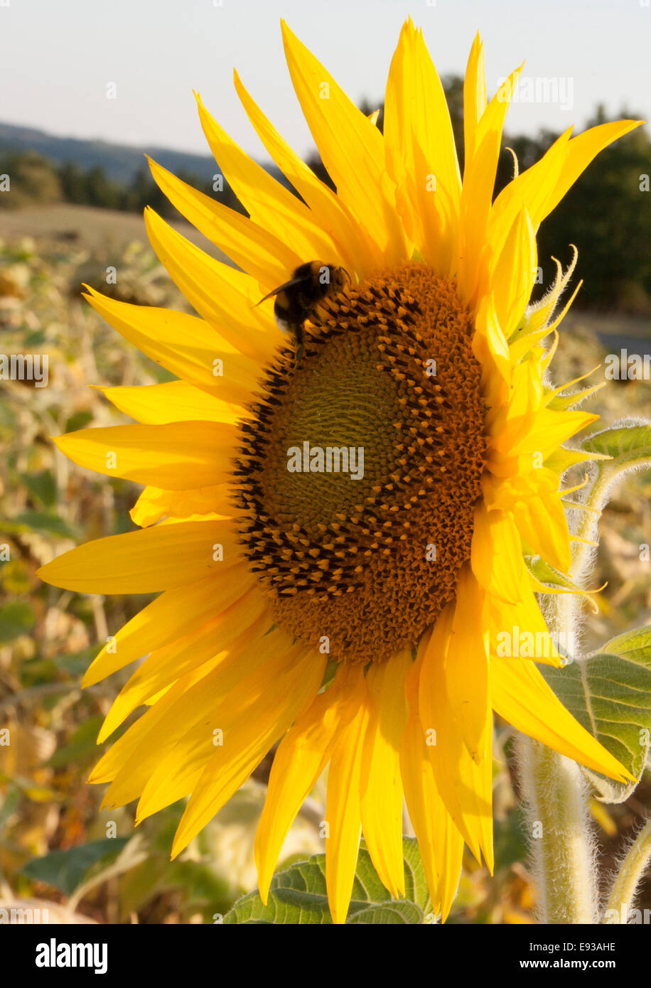 Bee in un campo di girasoli Foto Stock