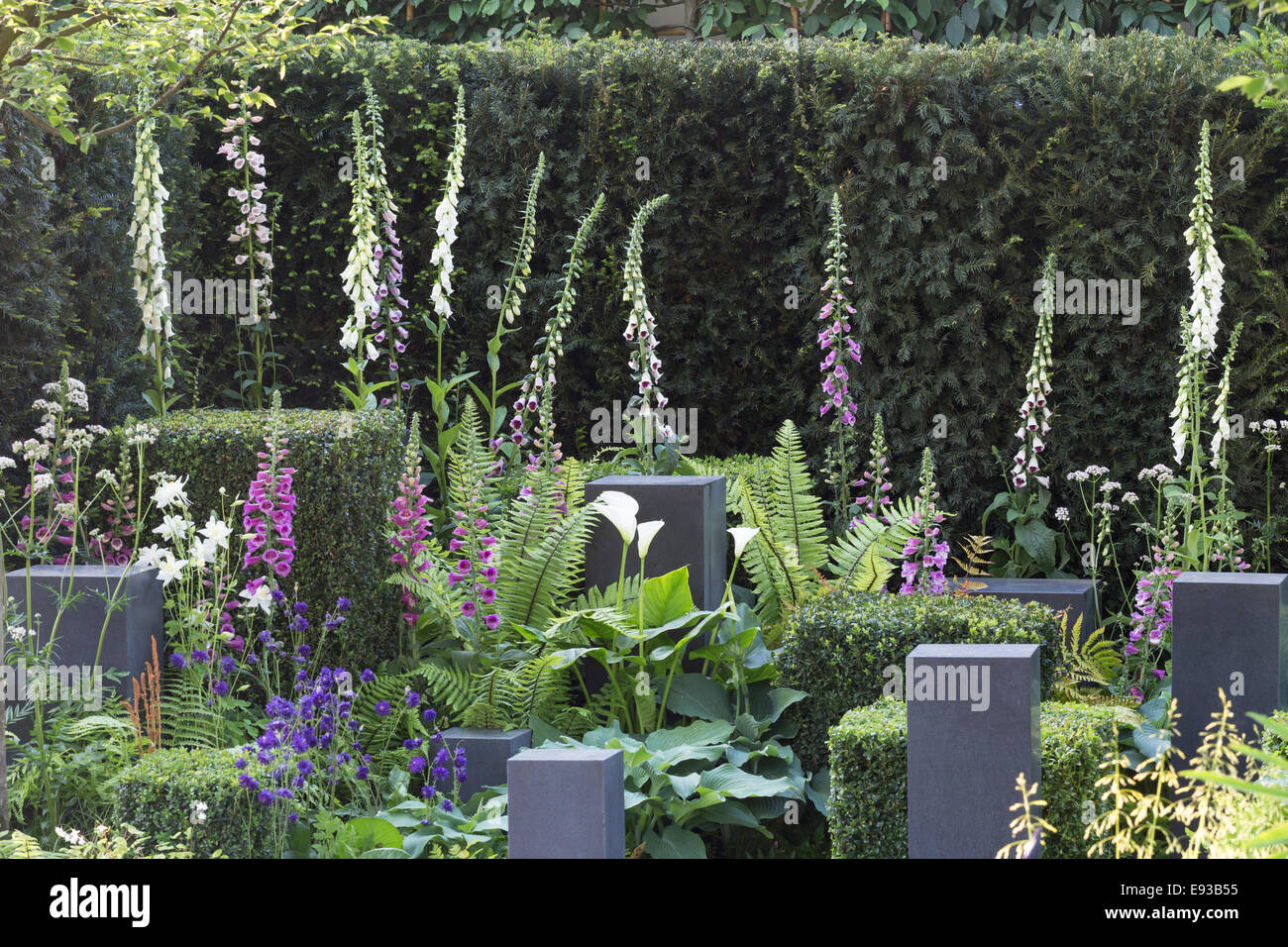 RHS Chelsea Flower Show 2014. foxgloves crescente nella speranza sull'orizzonte' Garden designer Matt Keightley, sponsor 'David Brow Foto Stock