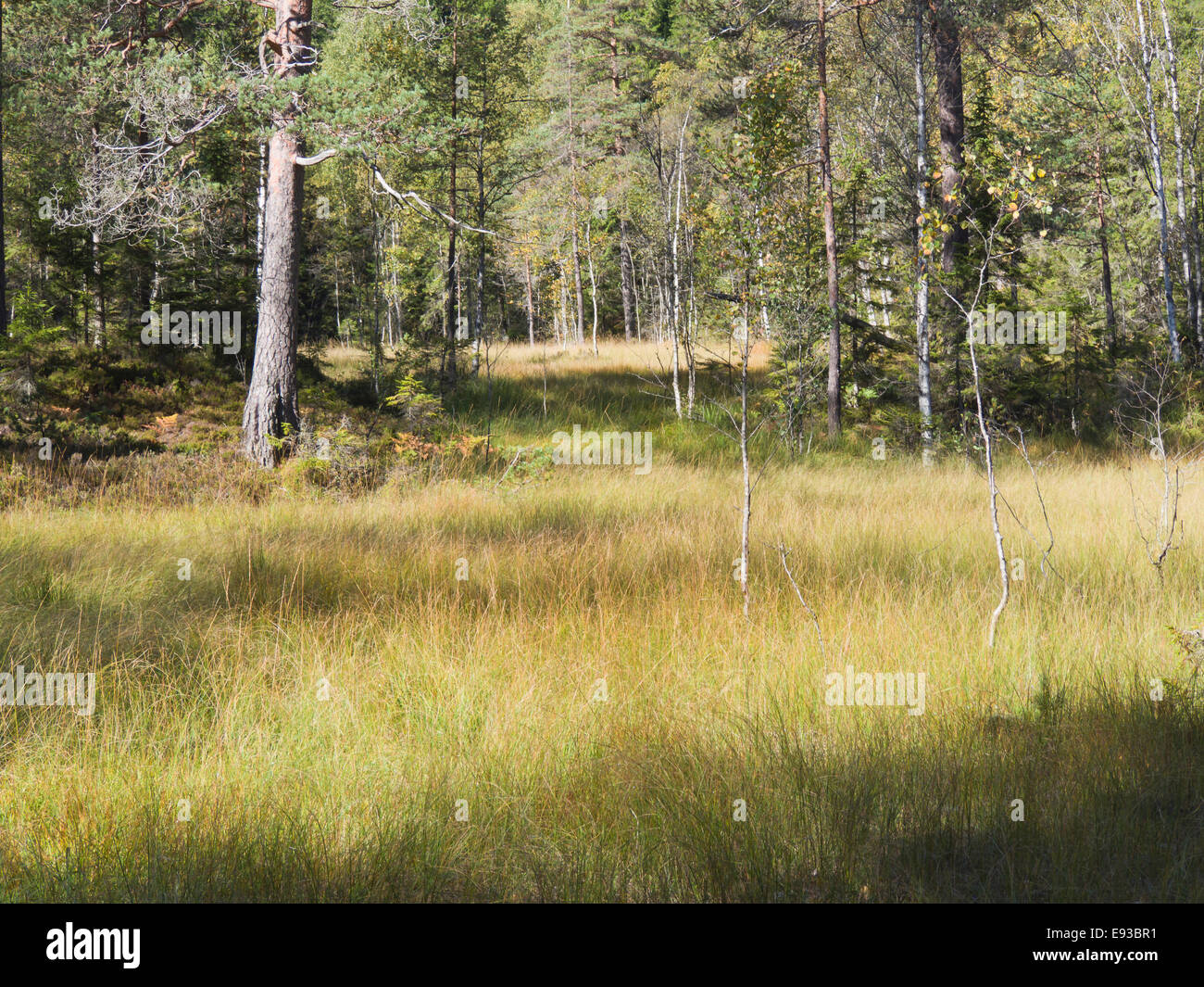 Alberi e bog nella foresta di Nordmarka circostante la capitale Oslo in Norvegia Foto Stock