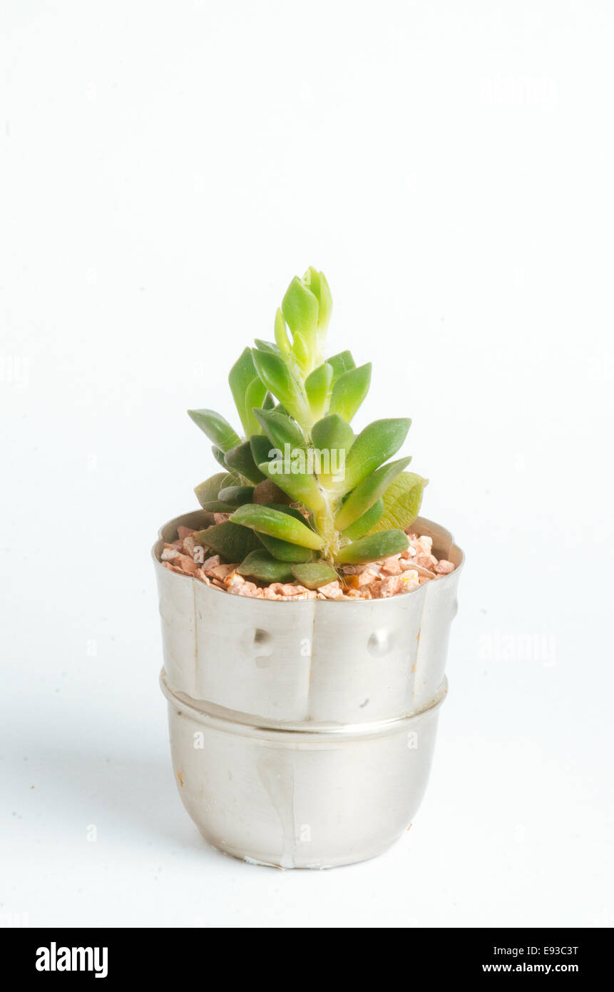 Dettagli di desertiche suculenta cactus e piante Foto Stock