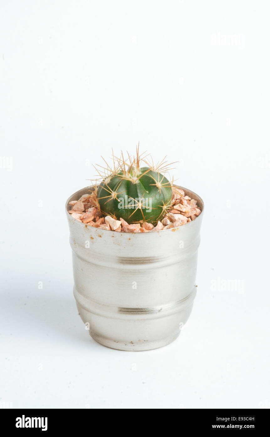 Dettagli di desertiche suculenta cactus e piante Foto Stock