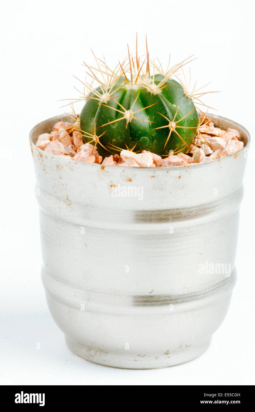 Dettagli di desertiche suculenta cactus e piante Foto Stock