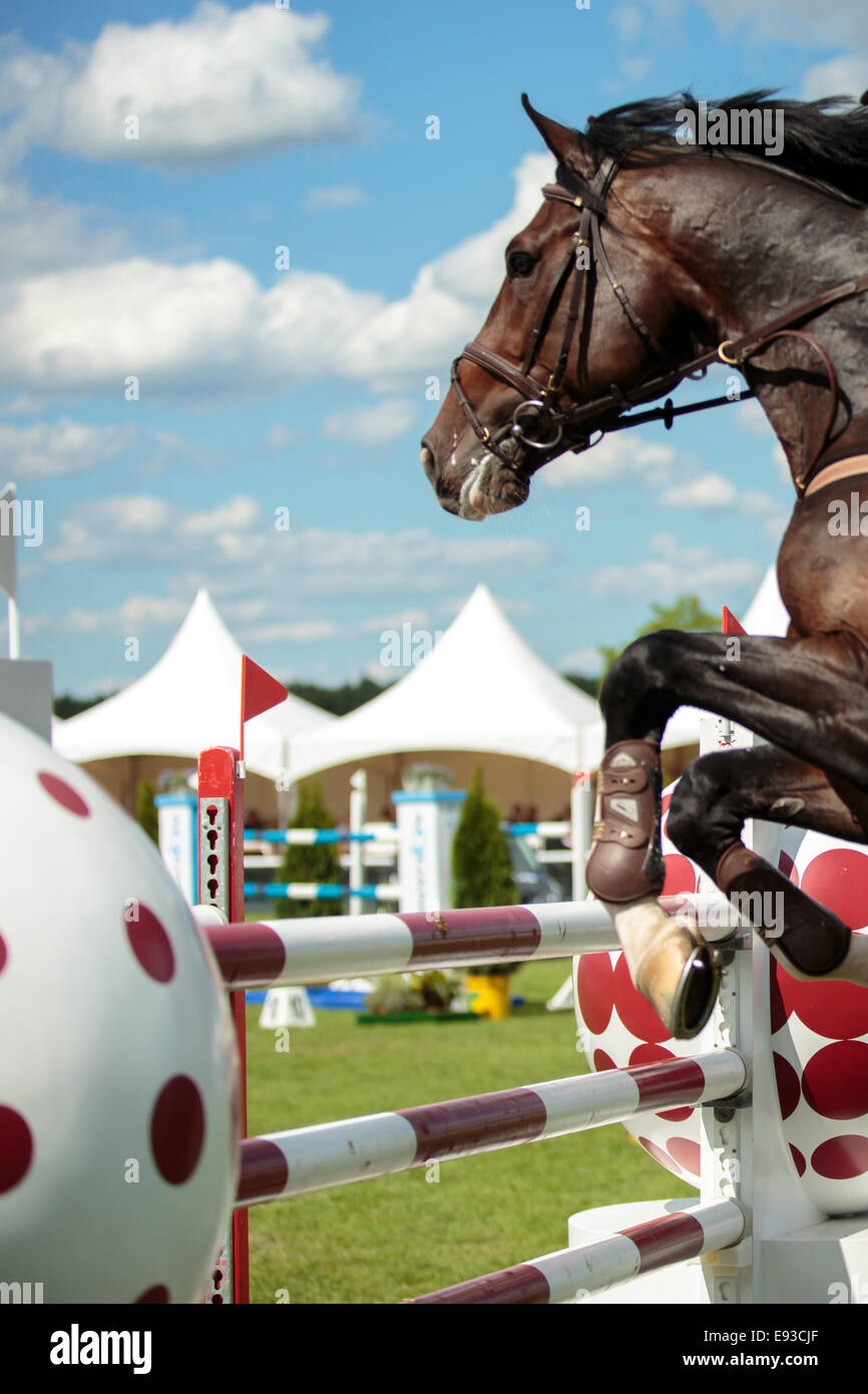 Sport Equestri, cavallo salta sopra l'ostacolo Foto Stock