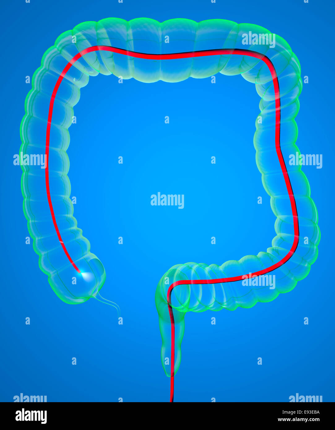 Intestino a raggi x e il sistema digestivo Foto Stock