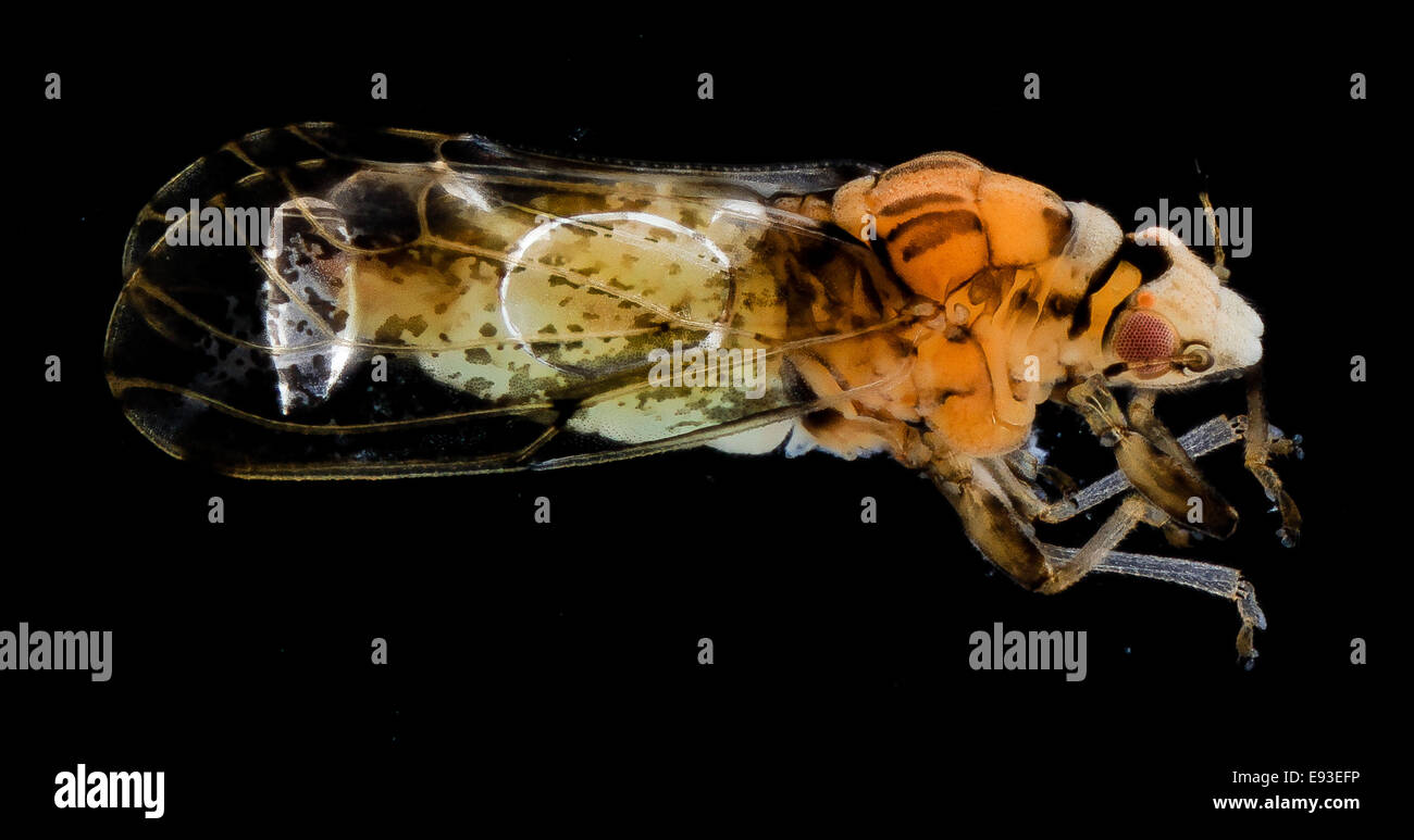 Diaphorina citri, l'agrume psicoide, è un organismo nocivo significativo che colpisce le colture agrumate in Florida. L'insetto è un vettore per la malattia di inverdimento degli agrumi ed è studiato dall'USDA e dall'USGS per il suo impatto sull'agricoltura. Foto Stock