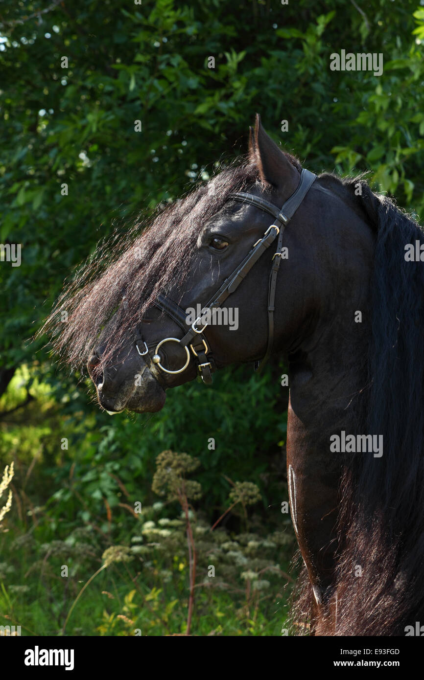 Splendido nero cavallo frisone Foto Stock