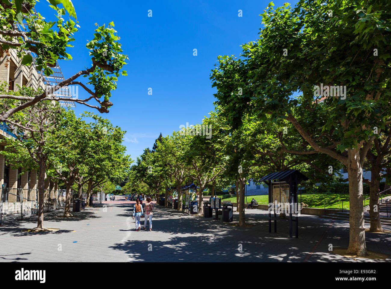 Sather la strada di ingresso alla University of California di Berkeley, Berkeley, California, Stati Uniti d'America Foto Stock