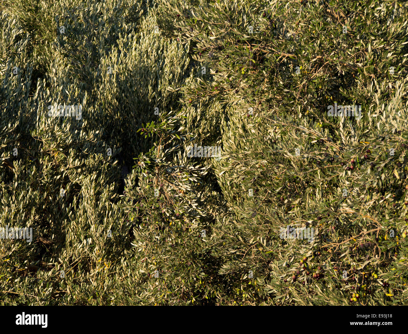 Rami e foglie di olivo rendendo irregolare pattern verde, impronta mediterranea Foto Stock