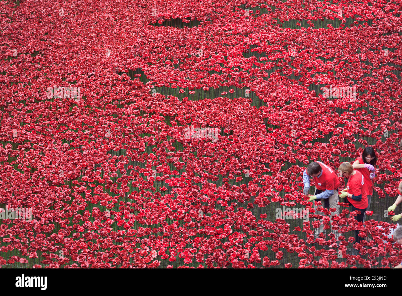 I volontari che operano sul monumento ai caduti di porcellana poppies a Torre di Londra Foto Stock