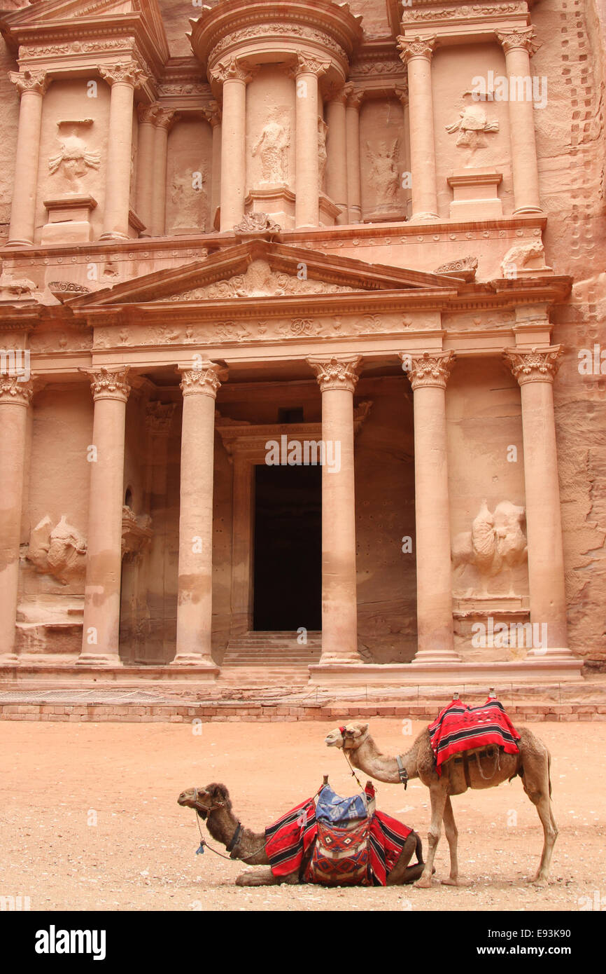 I cammelli fuori il tesoro di Petra, Giordania Foto Stock