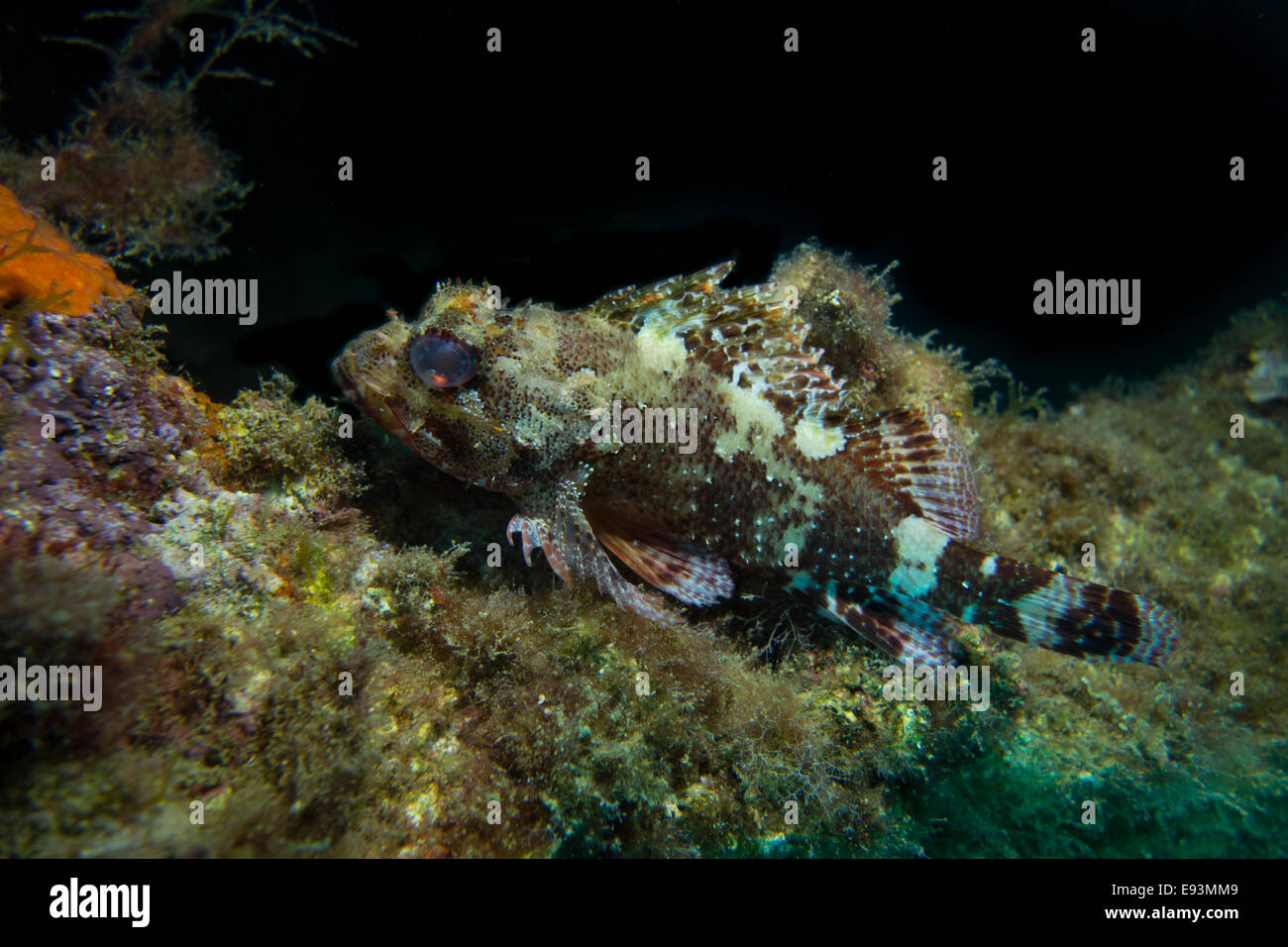Piena di piccole dimensioni il pesce, Scorpaena notate, sulle alghe coperto rock. Foto Stock