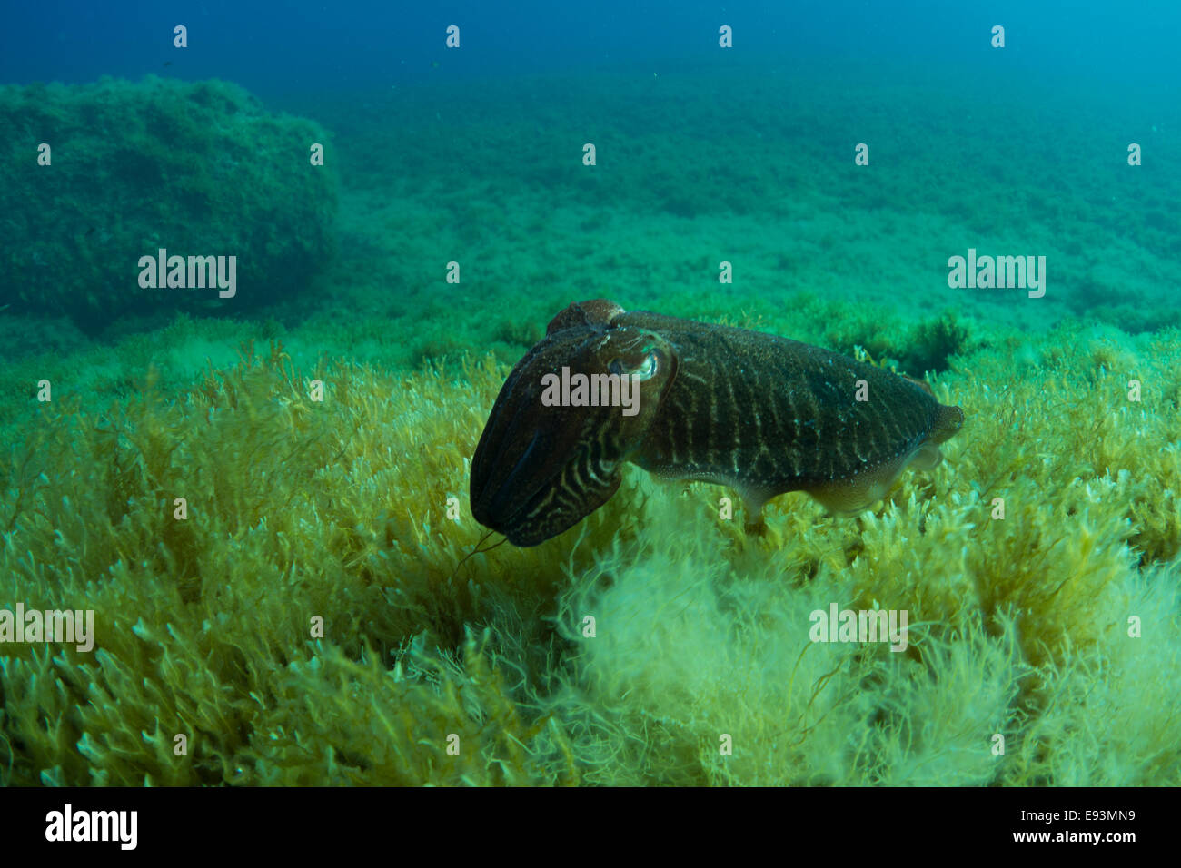 Comune,Seppie Sepia officinalis, nel Mar Mediterraneo a Malta. Foto Stock