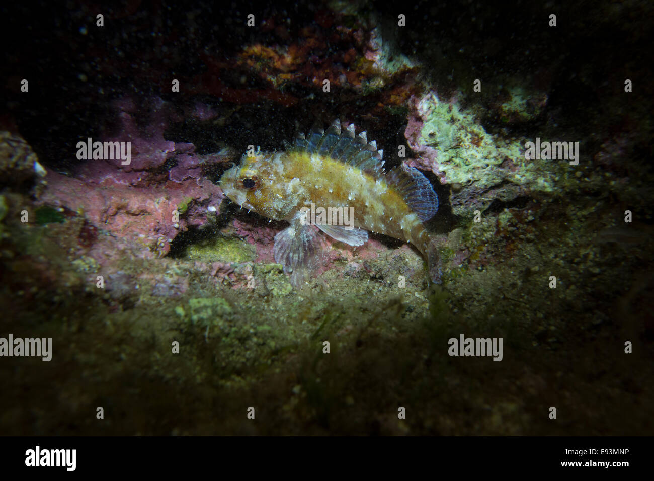 Piena di piccole dimensioni il pesce, Scorpaena notate, sulle alghe coperto rock. Foto Stock