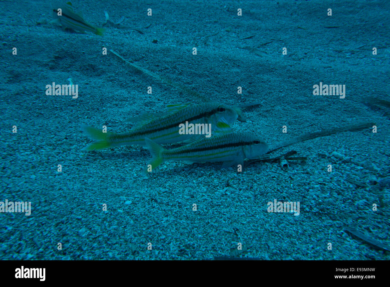 Forsskal o del Mare Rosso Goatfish, Parupeneus forsskali, nel mar Mediterraneo. Questa foto è stata scattata a Cirkewwa Malta. Foto Stock