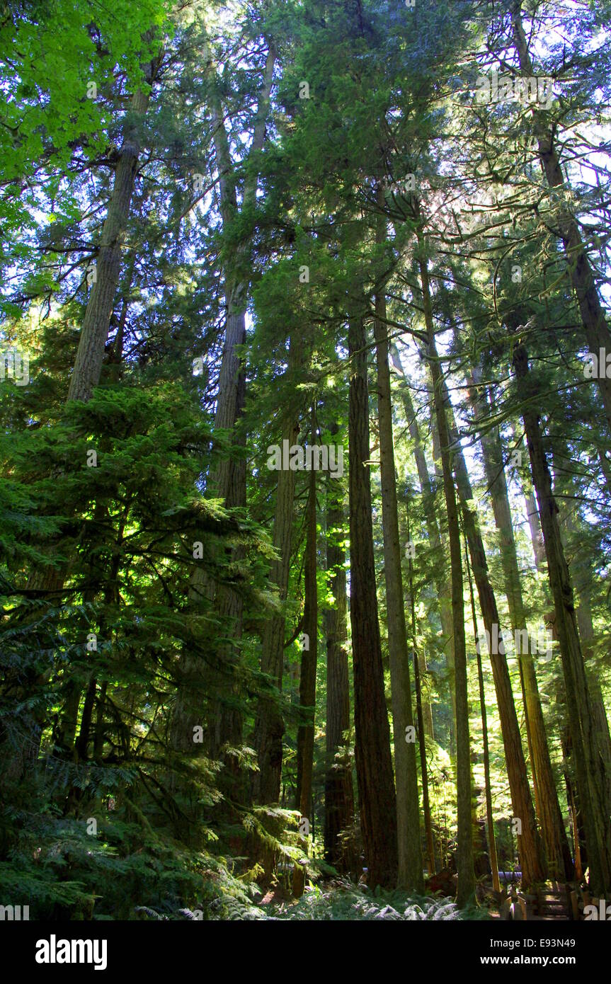 Fotografia di vecchi alberi di crescita nella Cattedrale Grove, BC, Canada. Foto Stock