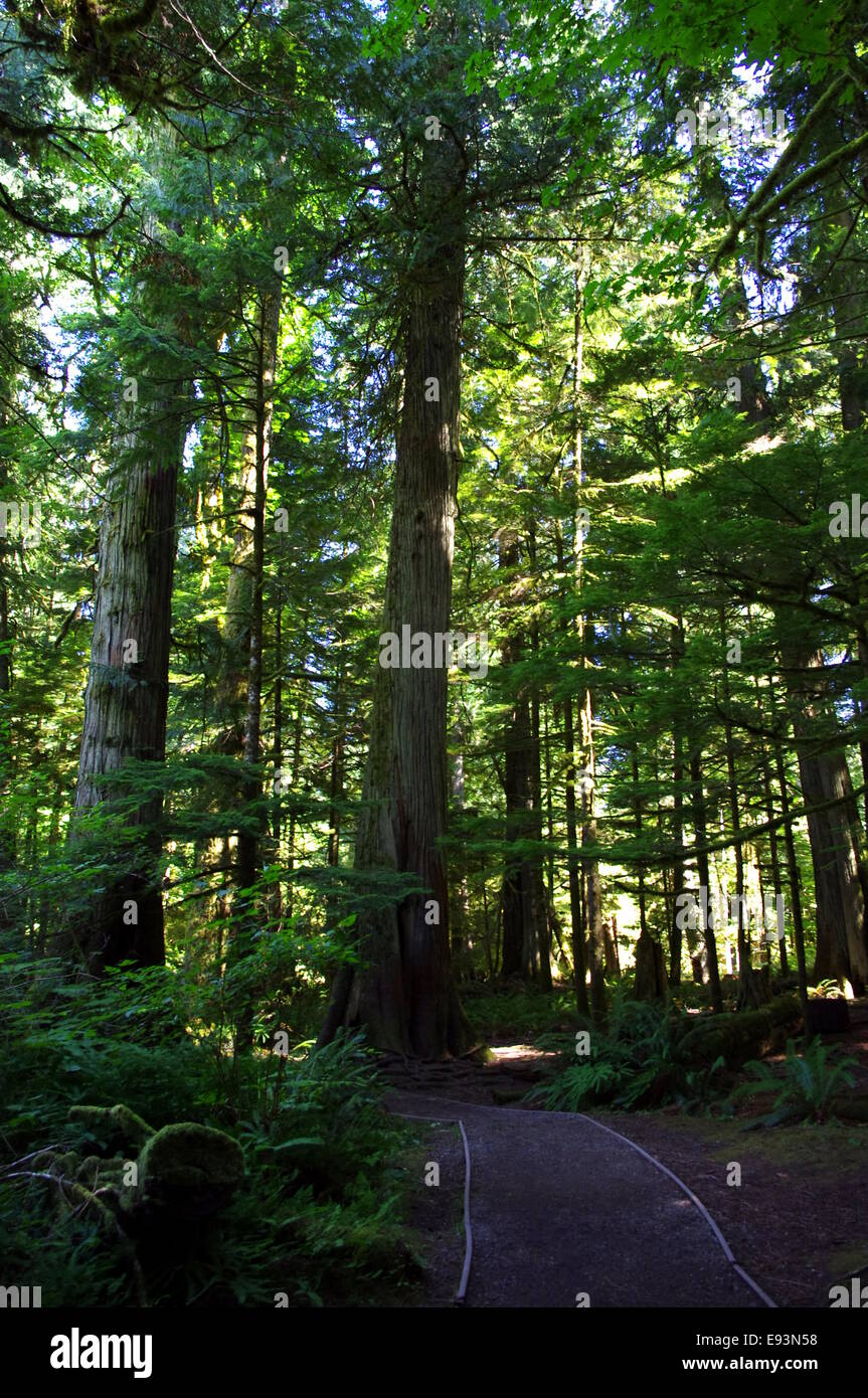 Fotografia di vecchi alberi di crescita nella Cattedrale Grove, BC, Canada. Foto Stock