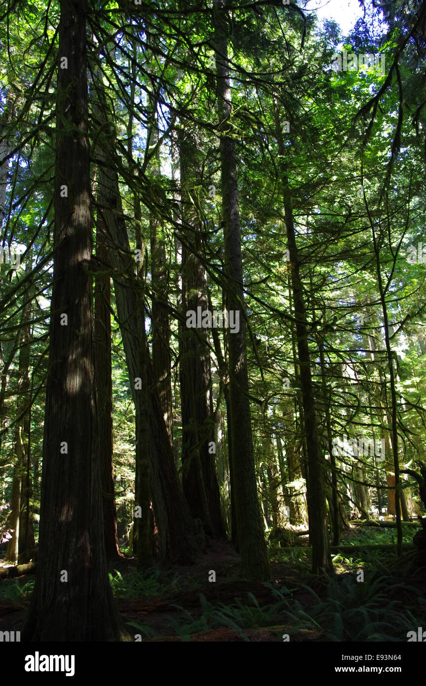 Fotografia di vecchi alberi di crescita nella Cattedrale Grove, BC, Canada. Foto Stock
