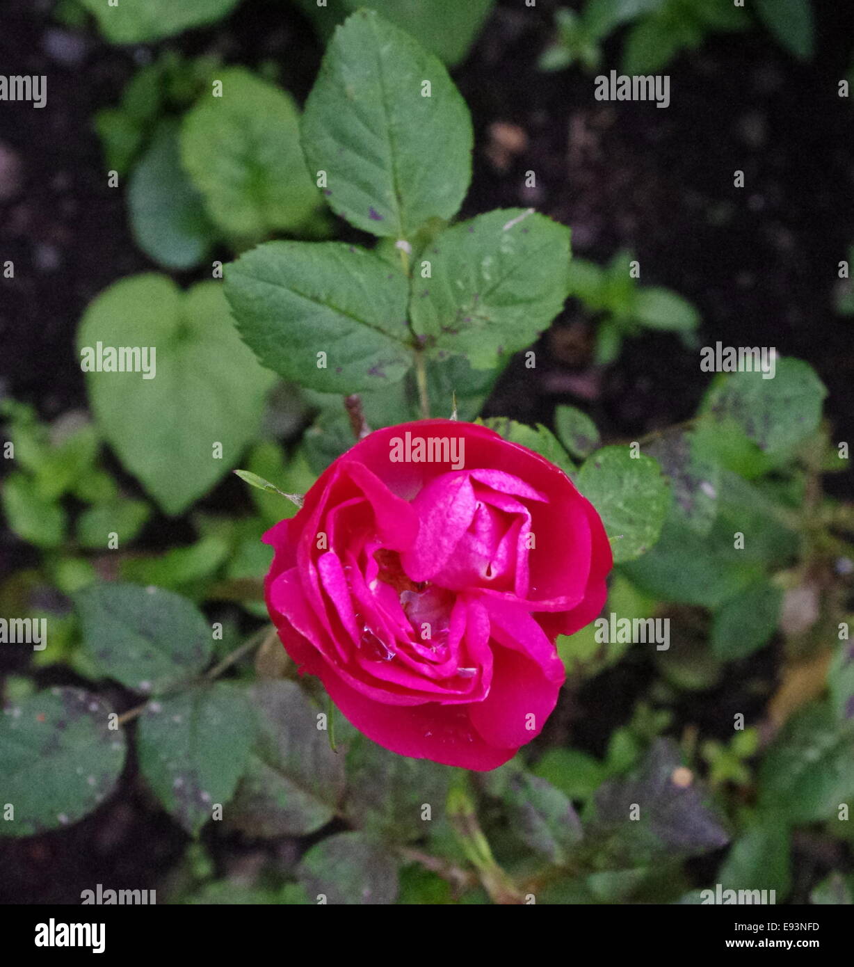 Fotografia di una rosa rossa. Foto Stock
