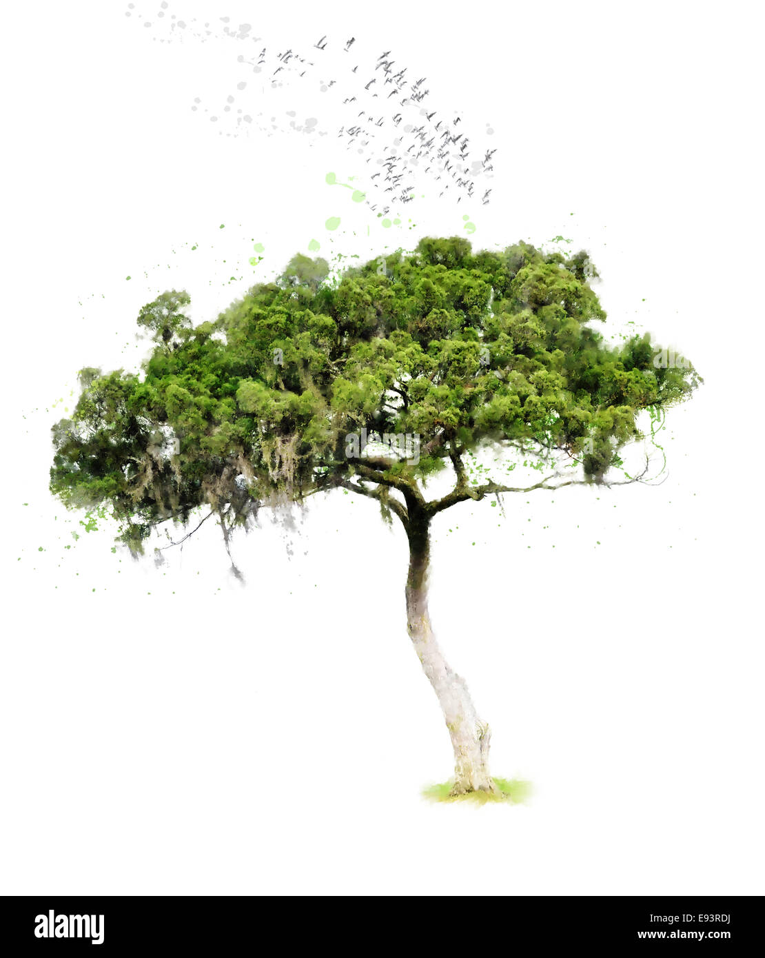 Acquerello la pittura digitale di alberi tropicali e uccelli Foto Stock