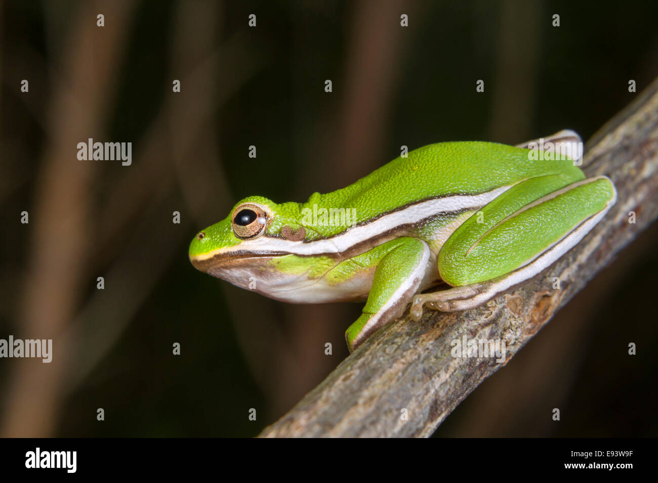 Ritratto della rana americana (Dryophytes [Hyla] cinereus). High Island, Texas, Stati Uniti Foto Stock