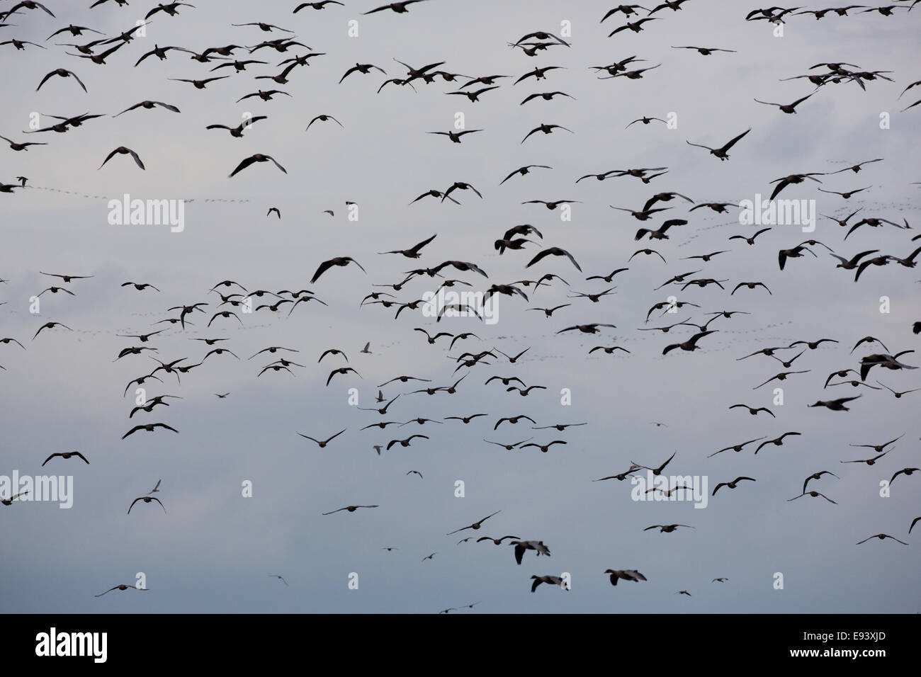 Rosa-footed oche (Anser brachyrhynchus). Matassine, in silhouette, arrivando fino a terra. Luce della Sera. Martin semplice. WWT. Ottobre Foto Stock