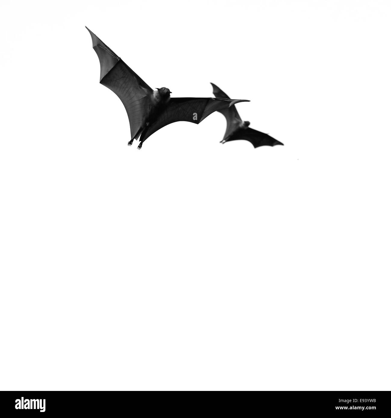 Grande Bat, appeso Flying Fox (Pteropus vampyrus) in bianco e nero Foto Stock