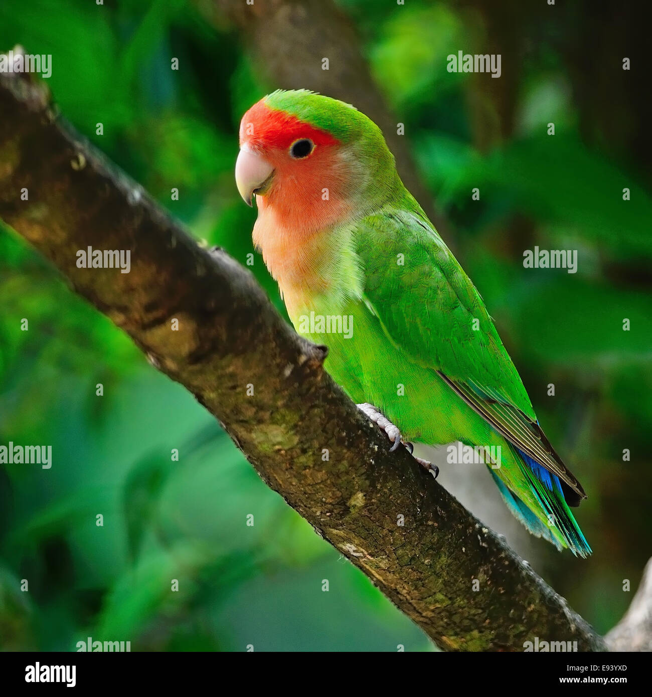 Bellissimo uccello, Lovebird, in piedi sul ramo di albero, Profilo laterale Foto Stock