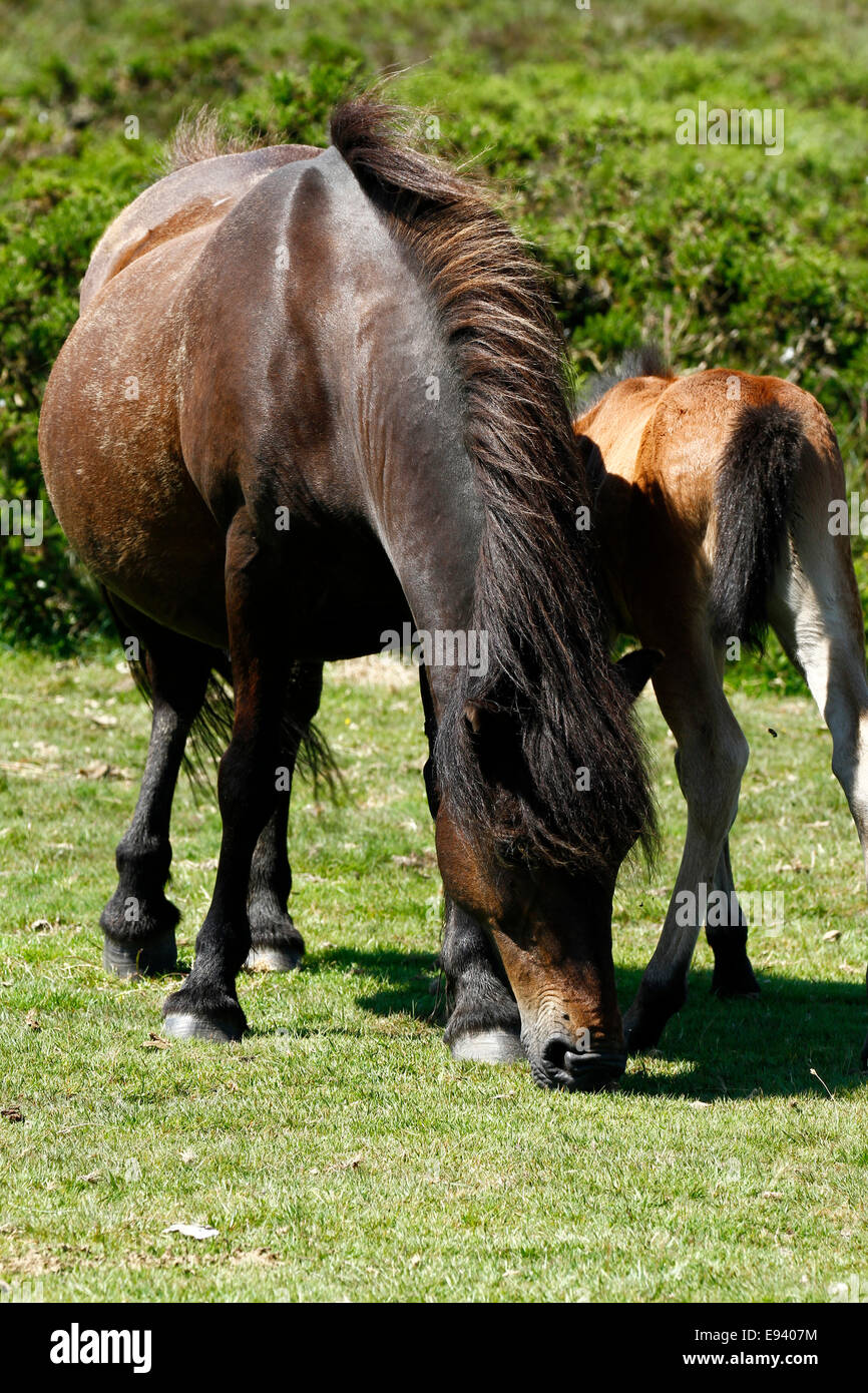 Pony selvatici a Dartmoor, immagine ritratto di una alimentazione puledro dalla sua mamma Foto Stock