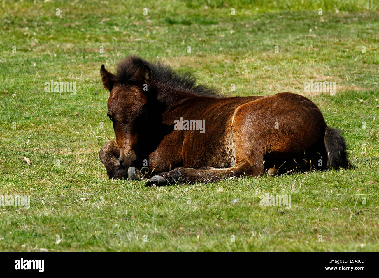 Puledro selvaggio a Dartmoor, baby puledro che stabilisce in appoggio sul open moorland Foto Stock