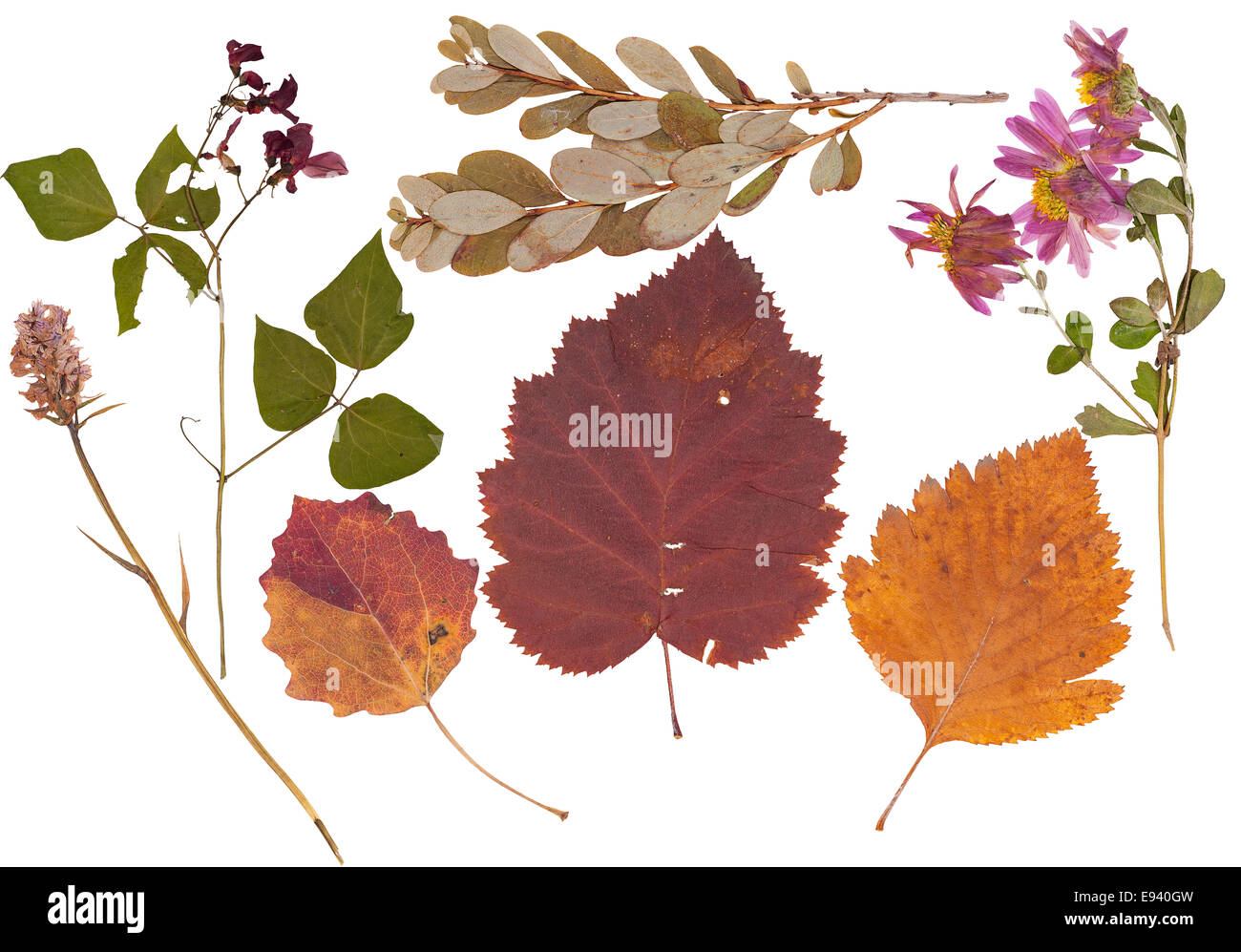 Set di wild pressato a secco di fiori e foglie, isolato Foto Stock