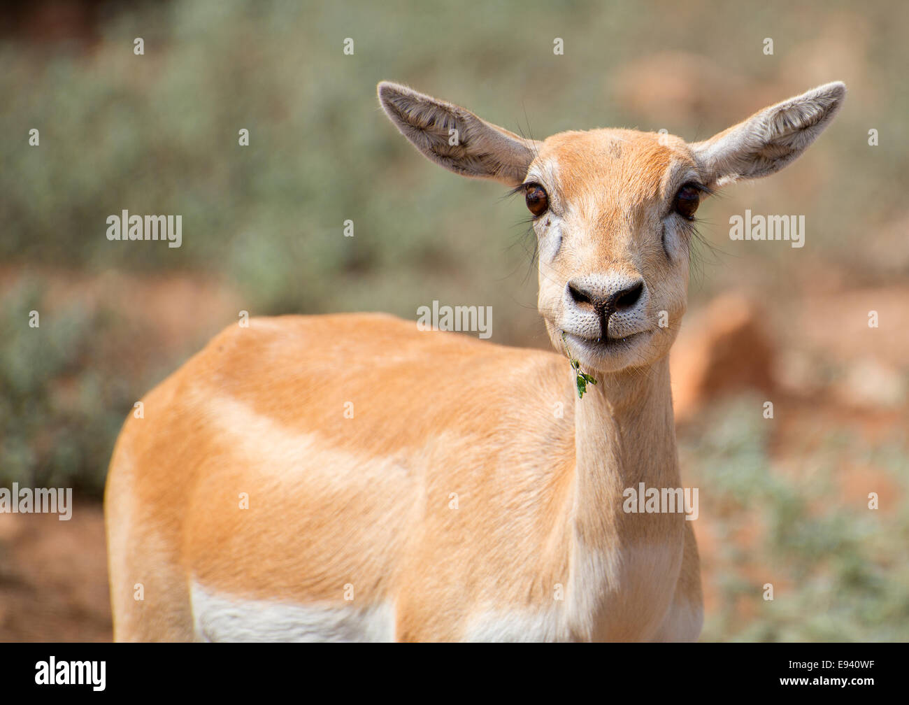 Giovane antilope passeggiate nel parco nazionale. Foto Stock