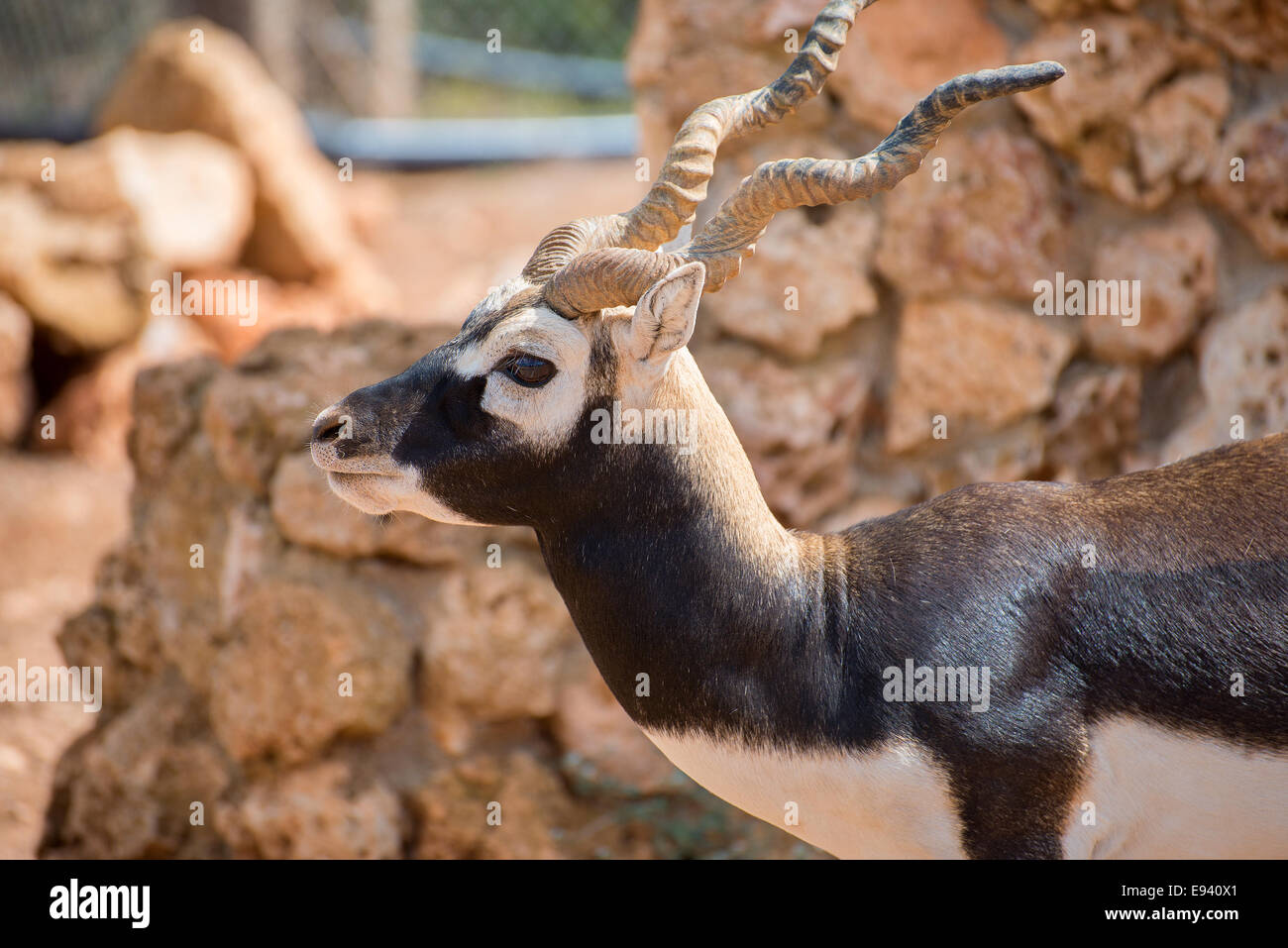 Blackbuck passeggiate nel parco nazionale. Antilope cervicapra. Foto Stock