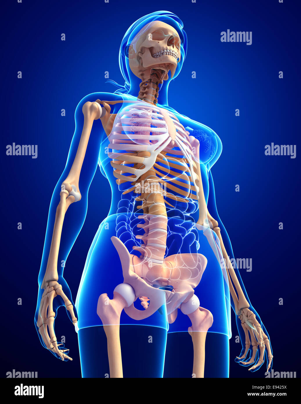 Illustrazione di scheletro umano vista laterale Foto Stock