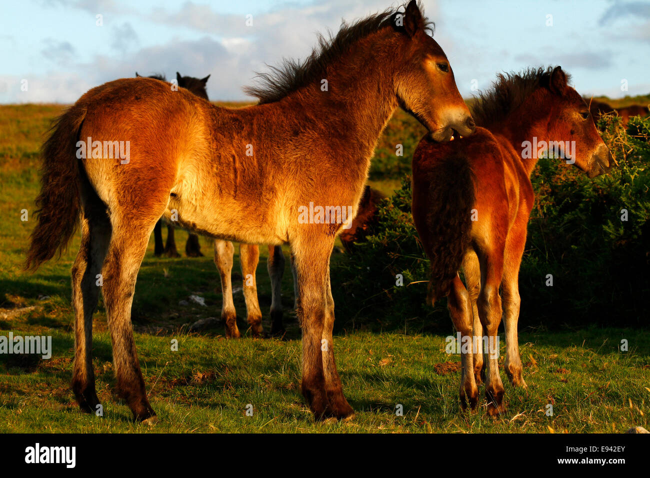 Pony selvatici a Dartmoor, due puledri Dartmoor giocando uno morde il culo del suo amico, questi cavalli vagano liberi su open moorland Foto Stock