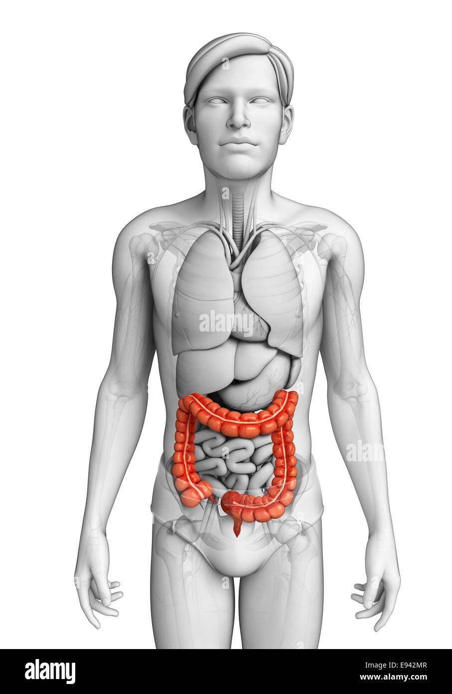 Illustrazione dei maschi di intestino crasso anatomia Foto Stock