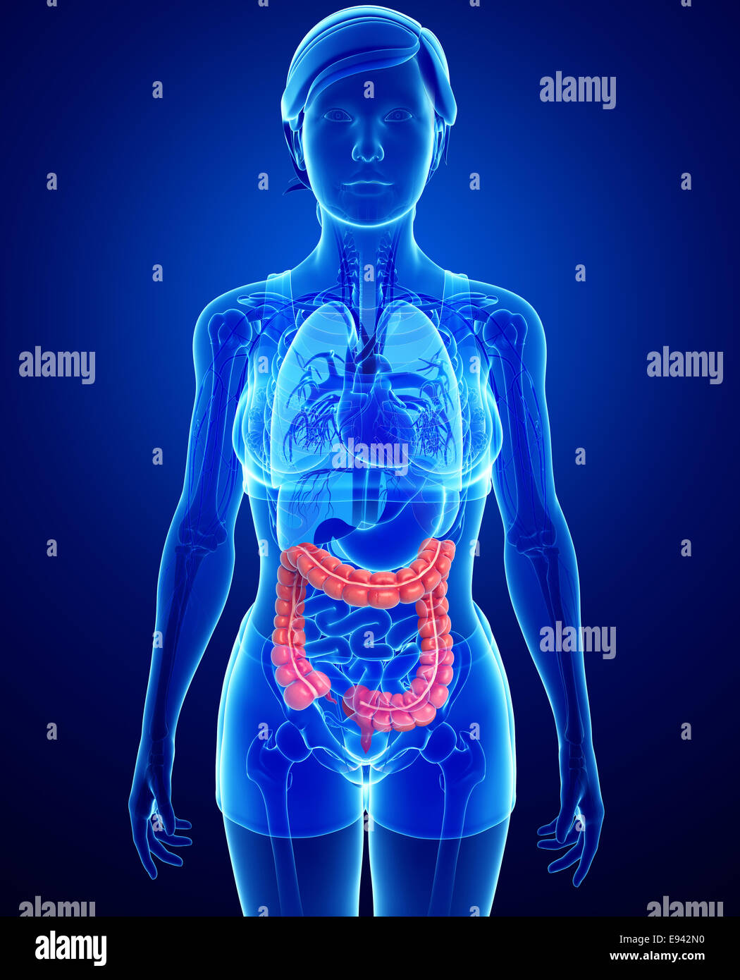 Illustrazione della femmina di intestino crasso anatomia Foto Stock