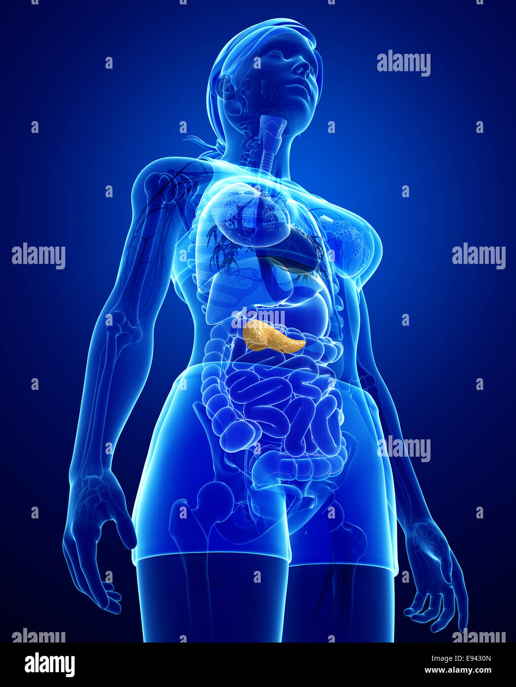 Illustrazione della femmina anatomia del pancreas Foto Stock