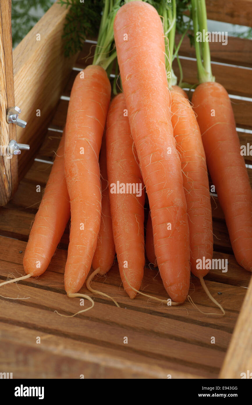 Appena raccolto e lavato le carote con le loro cime Foto Stock