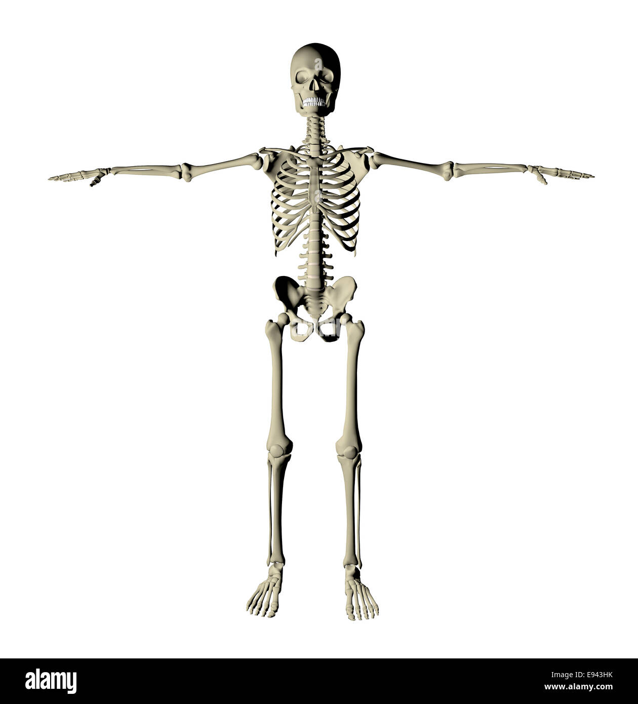 Scheletro e ossa di un corpo umano su sfondo bianco Foto Stock