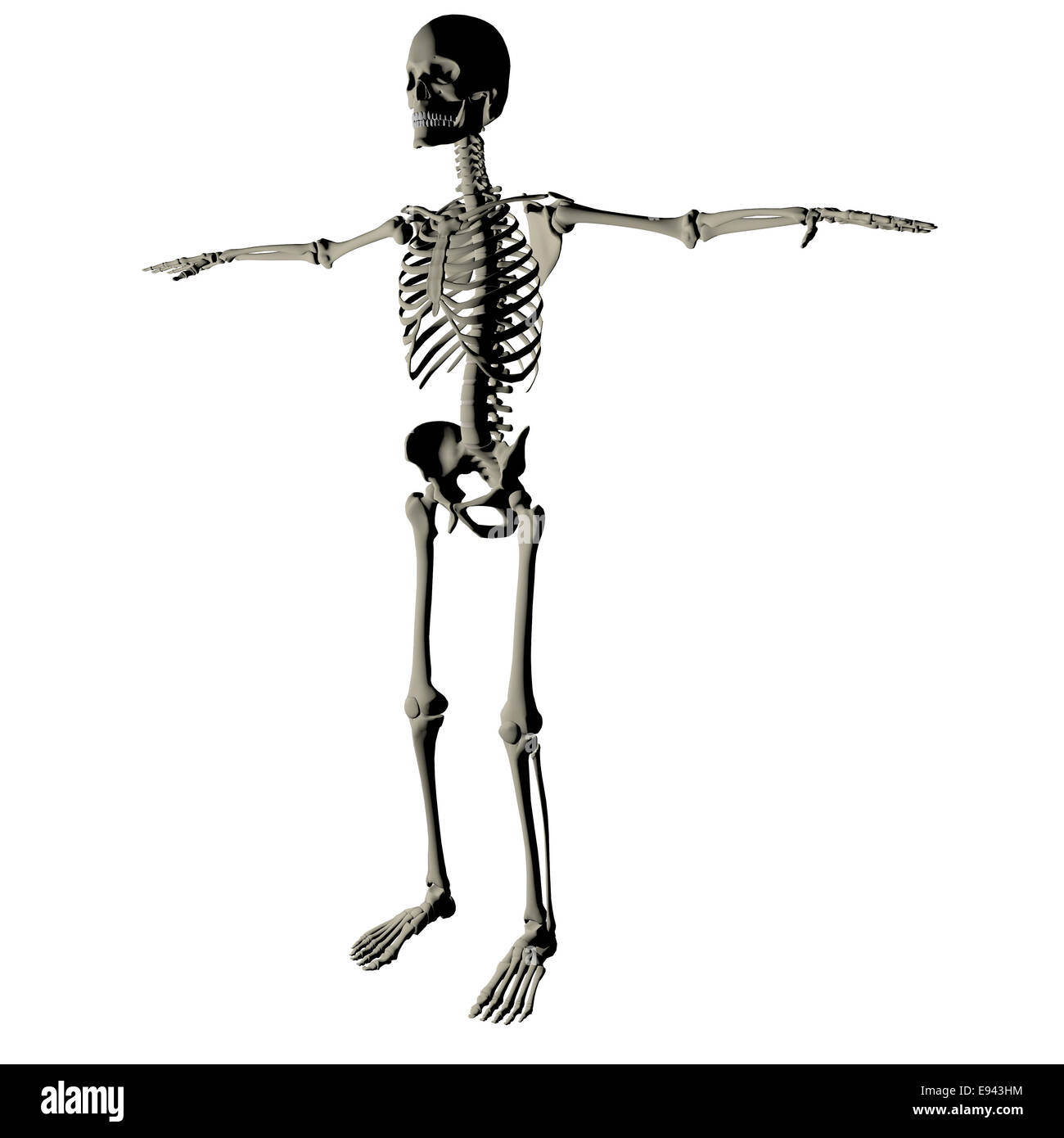 Scheletro e ossa di un corpo umano su sfondo bianco Foto Stock