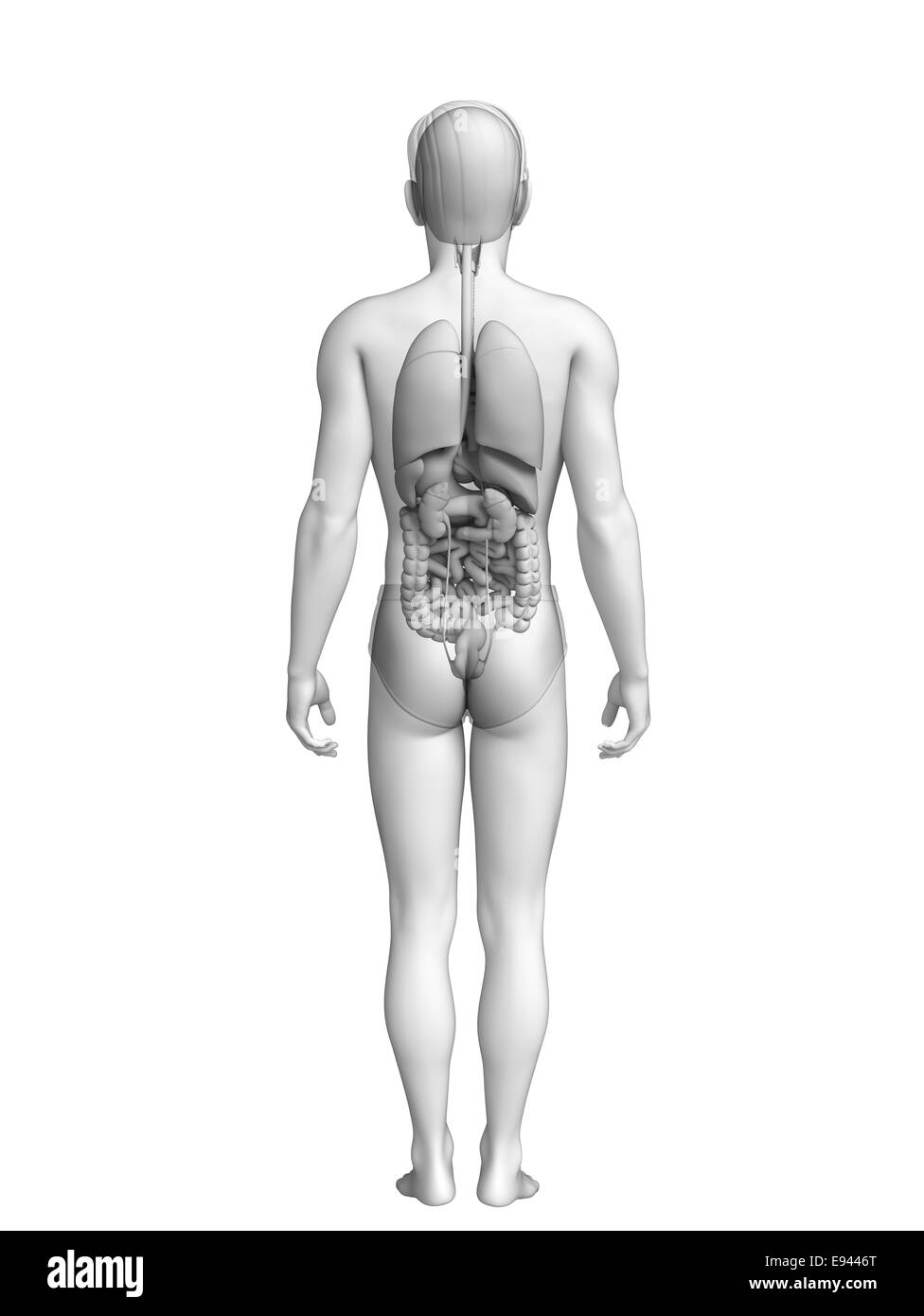 Illustrazione del maschio sistema digestivo Foto Stock