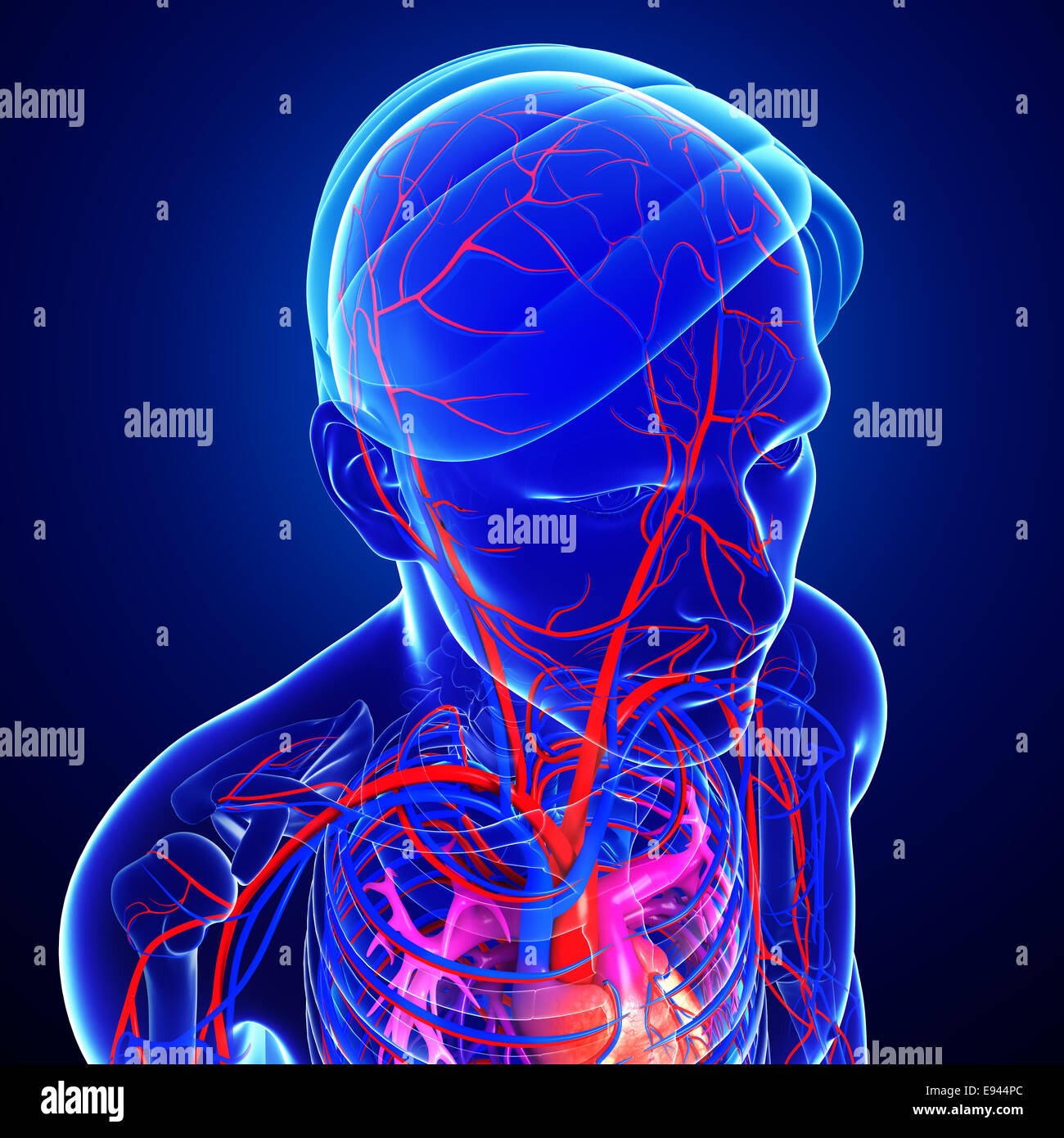 Illustrazione della testa umana le arterie Foto Stock