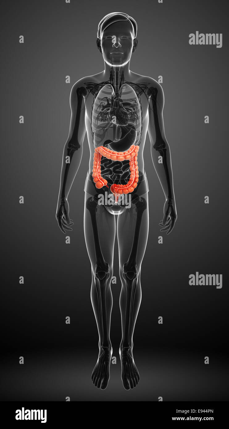 Illustrazione dei maschi di intestino crasso anatomia Foto Stock