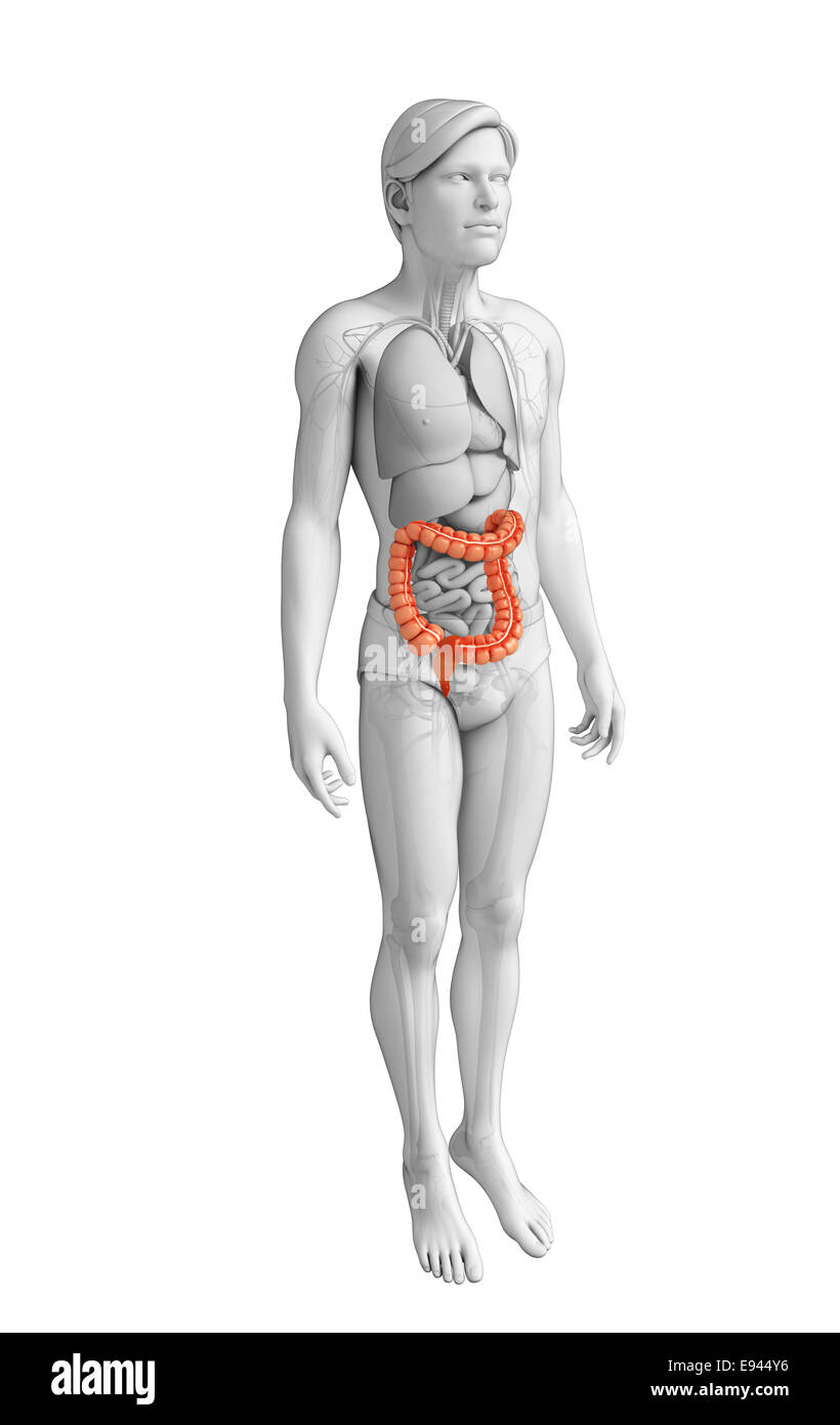 Illustrazione dei maschi di intestino crasso anatomia Foto Stock