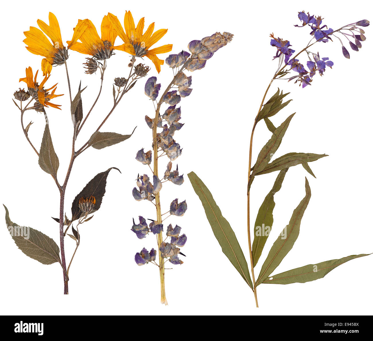 Set di wild pressato a secco di fiori e foglie, isolato Foto Stock